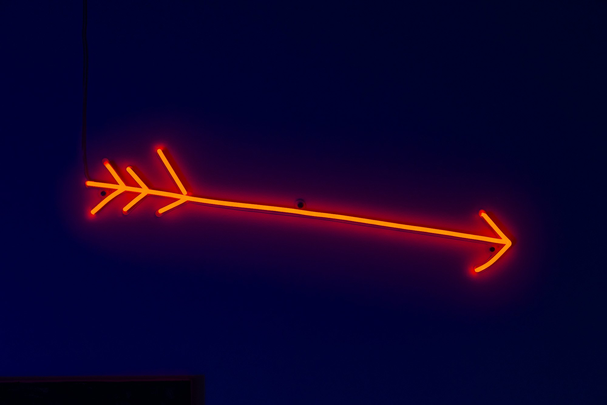 Free Bird — image 13