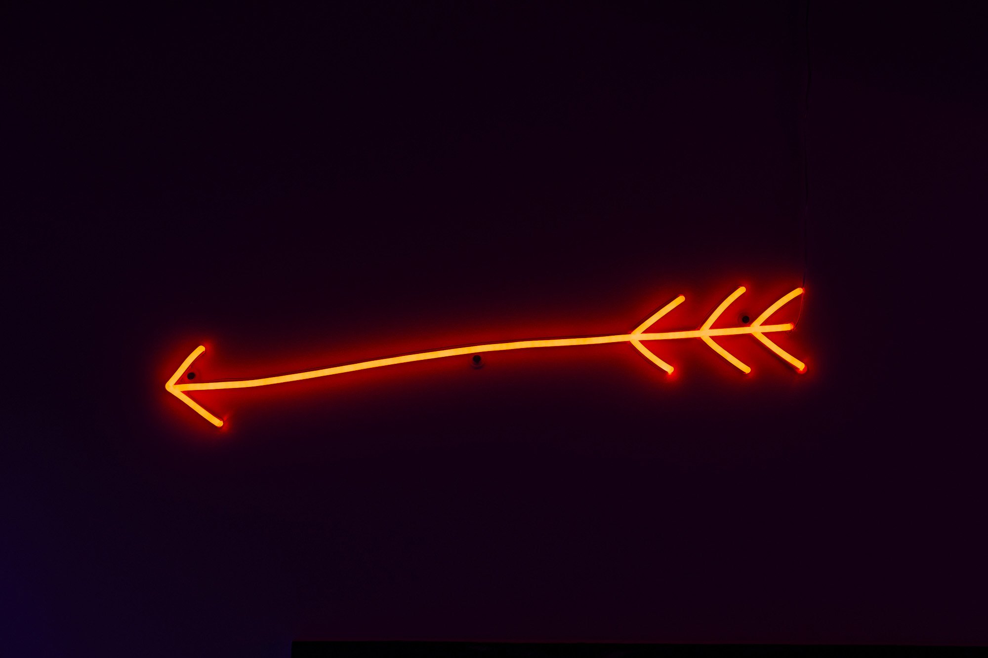 Free Bird — image 15
