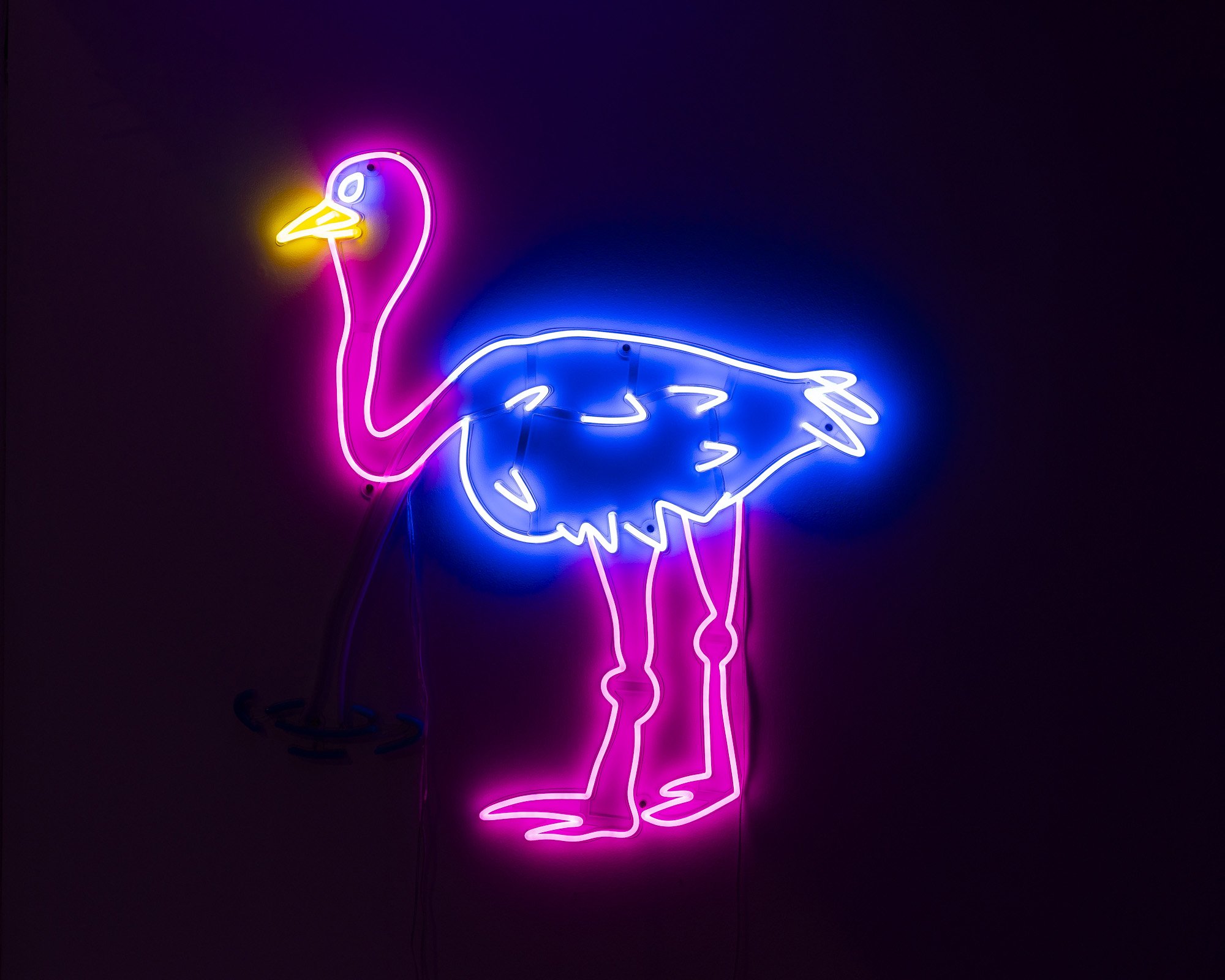 Free Bird — image 16